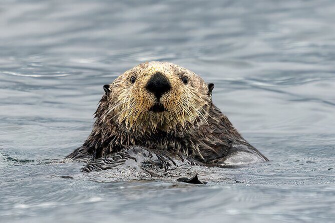 Sea Otter and Whale Watching Tour on Northern Vancouver Island - Key highlights you’ll feel right away