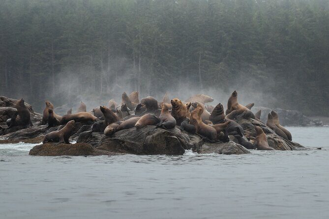 Sea Otter and Whale Watching Tour on Northern Vancouver Island - Gods Pocket Marine Provincial Park: your first wildlife scan (and why it’s short)