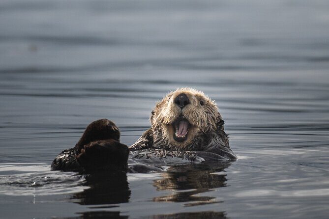 Sea Otter and Whale Watching Tour on Northern Vancouver Island - Your spotting kit: binoculars, flotation suits, and smart viewing