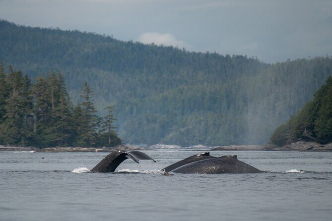 Sea Otter and Whale Watching Tour on Northern Vancouver Island - Quick planning tips that make the day better