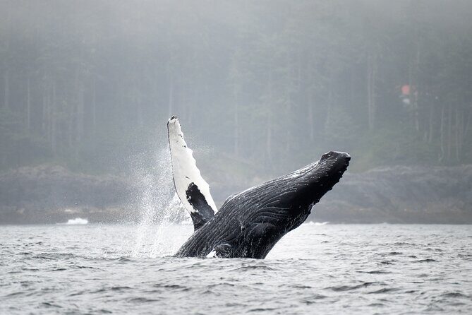 Sea Otter and Whale Watching Tour on Northern Vancouver Island - Queen Charlotte Strait: where sea otters and whales are the point