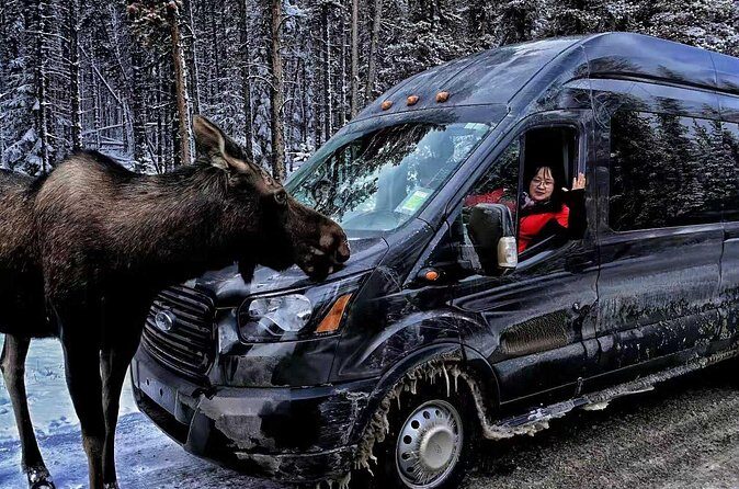 Shuttle from Banff or Canmore to Moraine Lake and Lake Louise - Lake Louise for one hour: photos plus a relaxed walk pace