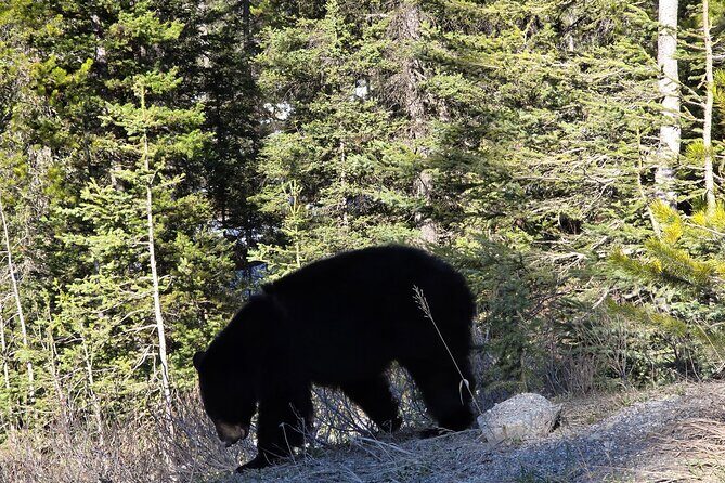 Shuttle Service between Canmore, Banff, Moraine Lake, Lake Louise - Lake Louise time: more time for views than for hikes