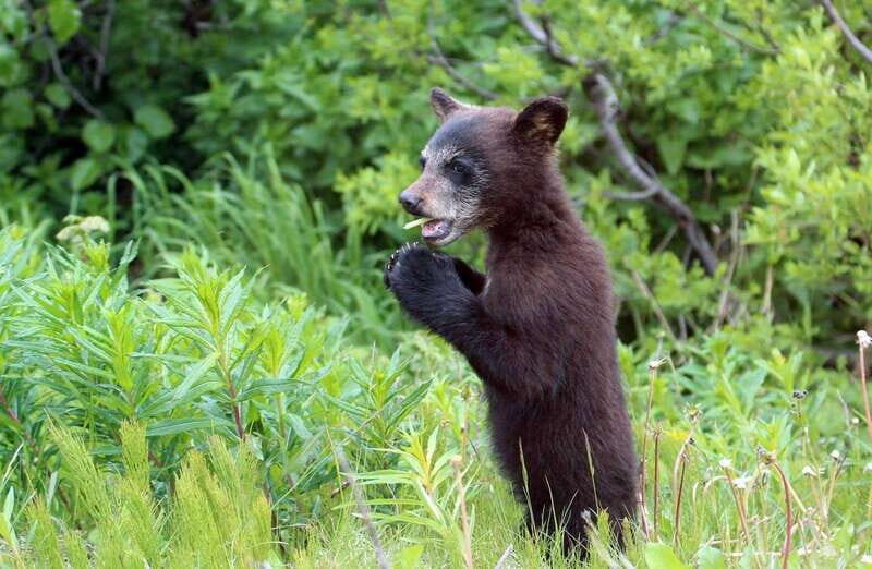 Skagway: Klondike Highway & Yukon Bus Tour with Husky Kennel - Outdoor interpretive stops: Gold Rush stories and First Nations context