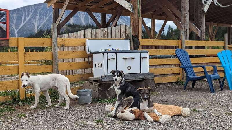 Skagway: Klondike Highway & Yukon Bus Tour with Husky Kennel - Price and value: what you get for about $165