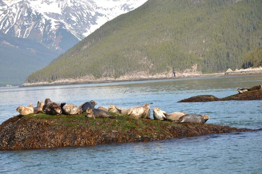 Skagway: Ocean Raft Adventure Along Scenic Coastline - Lynn Canal from the Water: Why This Fjord Feels So Close