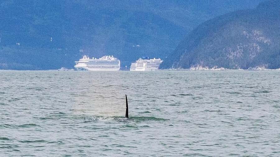 Skagway: Ocean Raft Adventure Along Scenic Coastline - Wildlife Watching Plan: Eagles, Seals, and Possible Whales