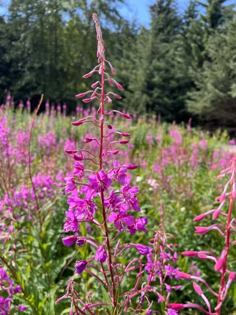 Skagway: Yukon Discovery Tour - Starting Point and What to Bring (Passport and Shoes Win the Day)
