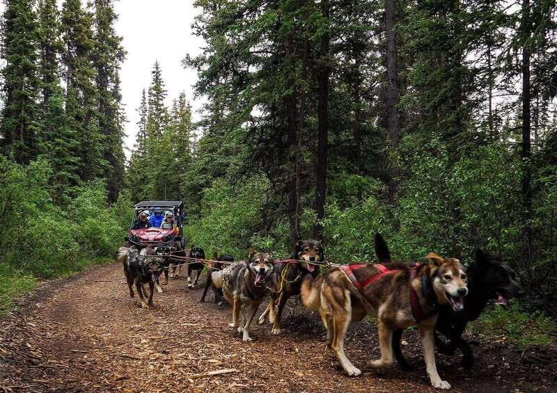 Skagway: Yukon Dog Mushing & Sightseeing Tour - Key highlights you’ll care about
