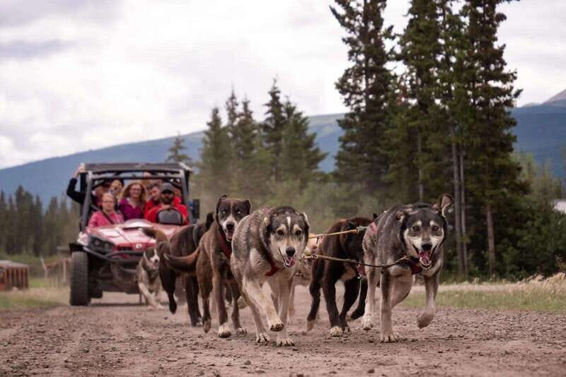 Skagway: Yukon Dog Mushing & Sightseeing Tour - Caribou Crossing Iditarod Training Camp: the heart of the day