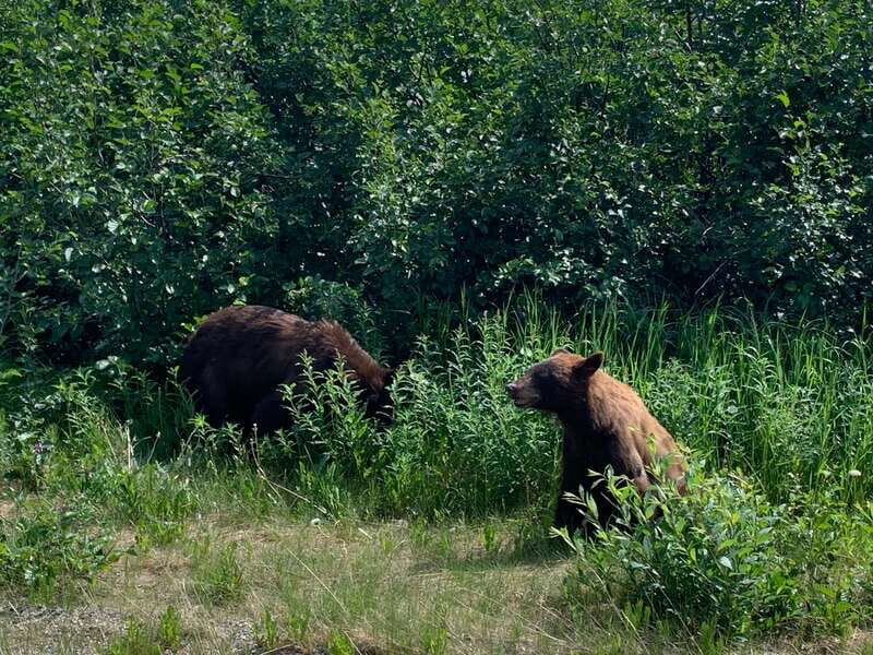 Skagway: Yukon Suspension Bridge & Summit Tour - Wildlife spotting along lakes: exciting, but keep expectations flexible