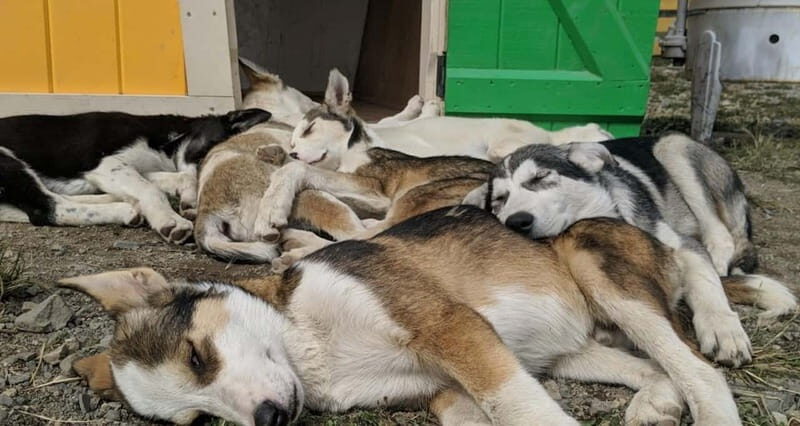 Skagway: Yukon, White Pass, & Husky Sled Camp Combo Tour - Tagish Lake Dog Sledding Camp: Puppies, Mushers, and What’s Actually Included
