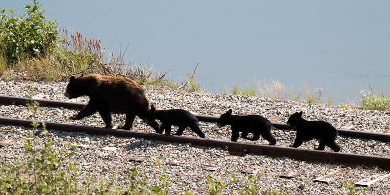 Skagway: Yukon, White Pass, & Husky Sled Camp Combo Tour - The Drive Experience: Guides, Timing, and Wildlife-Friendly Stops