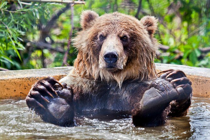 Skip the Line: Kamloops BC Wildlife Park Admission Ticket - Grizzly Bear Feed Talks: Where the Learning Gets Real