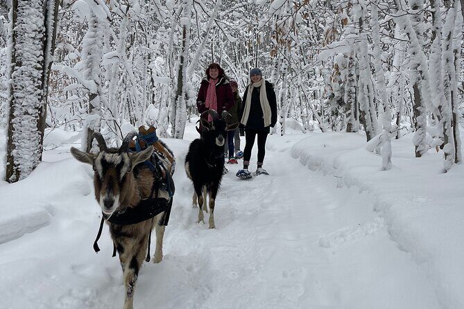 Snowshoeing with mountain goats Private activity - Meet the goats and Luna: the best kind of chaos