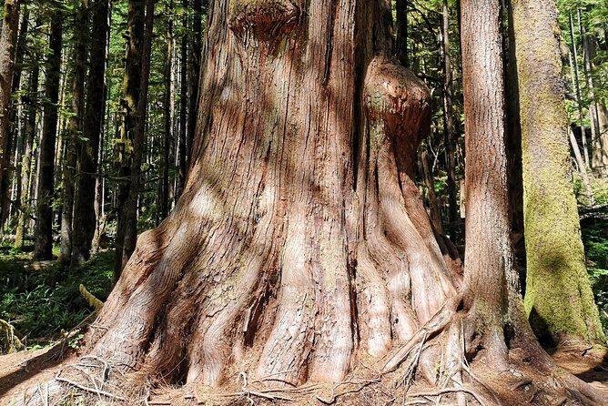 Sooke to Port Renfrew: Wild Pacific Adventure - Stop 1: Surfside Adventure Tours and the Scenic Route Setup
