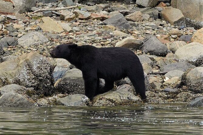 Spring Bears and Whales Tour in Campbell River - Key things that make this tour worth your time