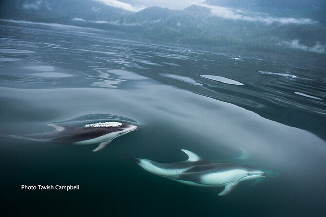 Spring Bears and Whales Tour in Campbell River - Getting from Campbell River to the wildlife route