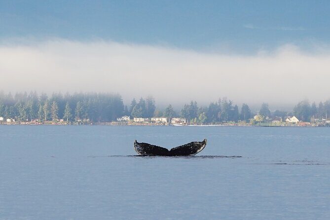 Spring Bears and Whales Tour in Campbell River - Whale watching on the Salish Sea: orcas, humpbacks, and friends