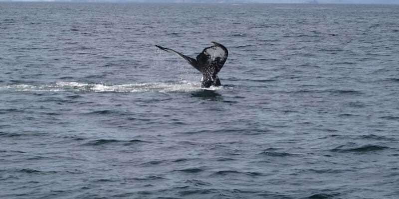 St Johns Premium Tour with Iceberg Quest Boat Cruise - Small-group feel and guides like Keith or Kevin
