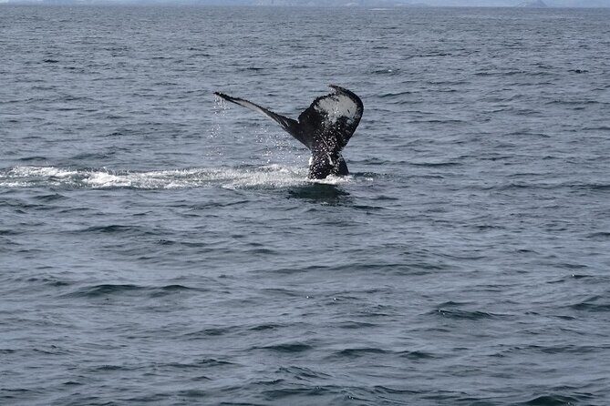 St. John’s Small Group Tour with Iceberg Quest Boat Cruise - Key points worth knowing before you go