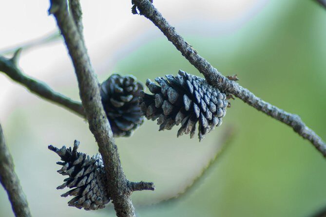 Stawamus Chief Hike & Local Brewery Tasting - Quick hits: why this hike-and-beer day works
