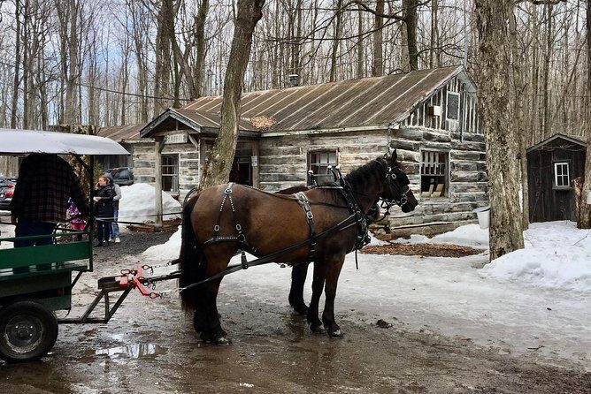 Sugar Shack (Feb to May) Maple Syrup Private Day Tour with lunch from Montreal - Timing: Why March and April Feel Different