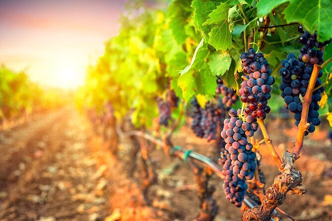 Sunset Sip Wine Tour - Why this sunset tour feels like a night out, not a wine chore