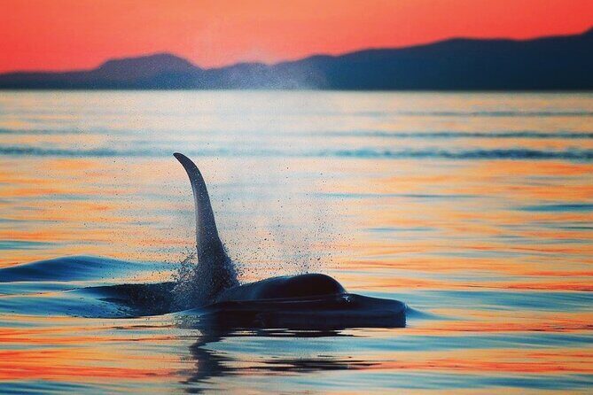 Sunset Whale and Wildlife Adventure in Cowichan Bay - Key points to know before you go