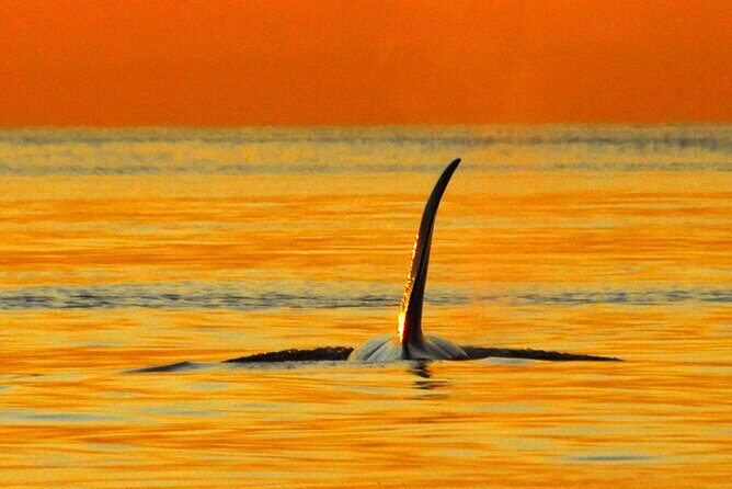 Sunset Whale and Wildlife Adventure in Cowichan Bay - Price and value: what you’re really paying for