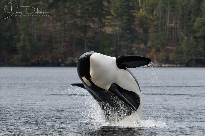 Sunset Whale and Wildlife Adventure in Cowichan Bay - What happens once you’re on the water (a practical walkthrough)