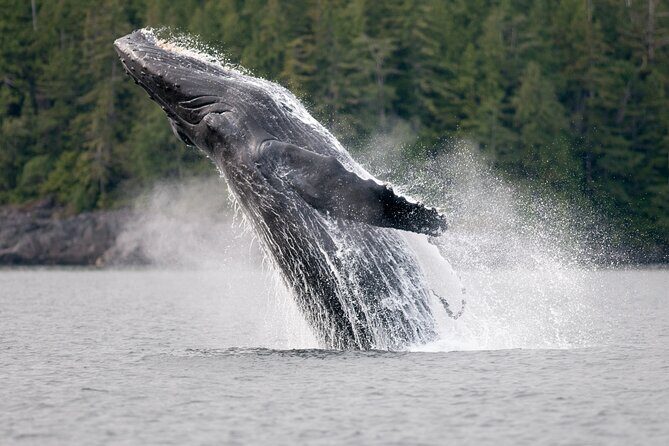 Sunset Whale and Wildlife Adventure in Cowichan Bay - Wildlife odds: what you can count on vs what you can hope for