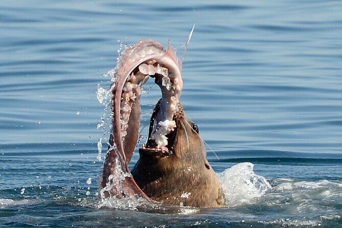 Sunset Whale and Wildlife Adventure in Cowichan Bay - Comfort tips for the real world (so you enjoy the full 4 hours)