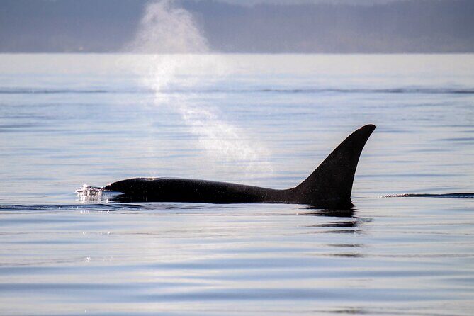 Sunset Zodiac Tour - Why this sunset whale cruise feels like the real Salish Sea