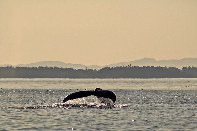 Sunset Zodiac Tour - Wildlife you can hope for: orcas, humpbacks, gray whales, and more