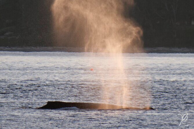Sunset Zodiac Tour - What to wear and bring for a 3-hour evening on the water