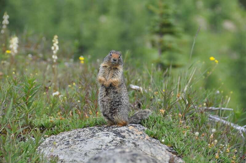 Sunshine Meadows Daily Guided Hike with Gondola - Why Sunshine Meadows feels different with gondola access