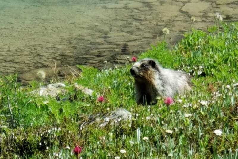 Sunshine Meadows Daily Guided Hike with Gondola - The Sunshine Meadows hike: what 12 km really means