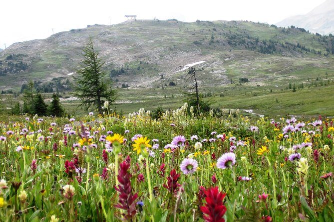 Sunshine Meadows Vistas - Guided Hike (Easy) - Key Highlights You’ll Actually Feel on the Trail