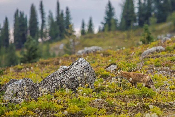 Sunshine Meadows Vistas - Guided Hike (Easy) - Sunshine Meadows Stop: The Continental Divide Feeling in Real Life
