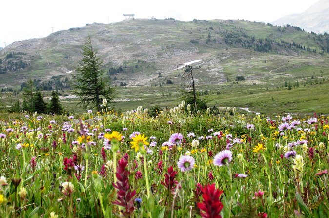 Sunshine Meadows Vistas - Guided Hike (Easy) - Wildflowers, Snow Patches, and the Reality of Mountain Weather