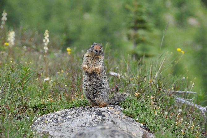 Sunshine Meadows Vistas - Guided Hike (Easy) - The Guide Makes It Click: Brian, Pablo, Sarah, and the Ecology Talk