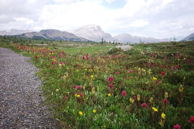 Sunshine Meadows Vistas - Guided Hike (Easy) - The Route at a Glance: 12 km, 300 m, and What “Easy” Means Here