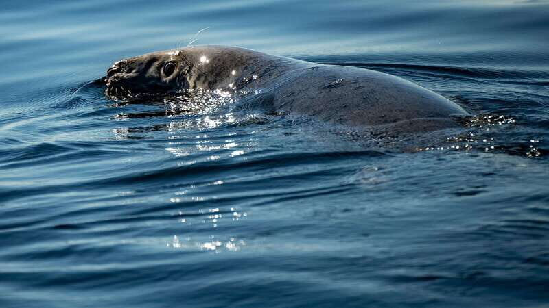 Tadoussac/Charlevoix: 3-Hour Whale Watching Boat Tour - Why the Saguenay–St. Lawrence Marine Park is the reason to go