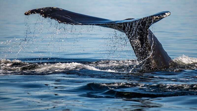 Tadoussac/Charlevoix: 3-Hour Whale Watching Boat Tour - Your 3-hour cruise: where you’ll actually see whales