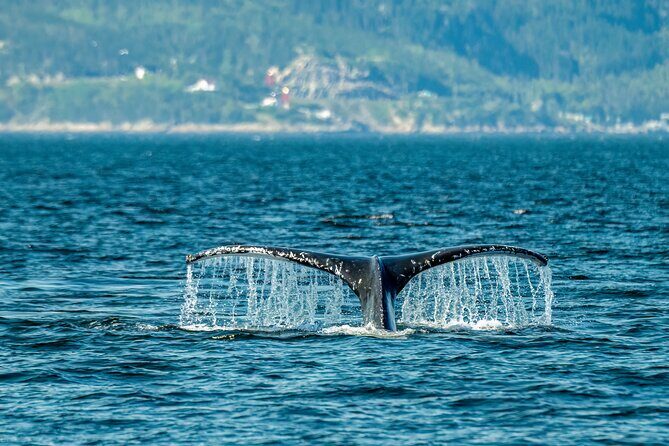 Tadoussac/Charlevoix: Whale & Bear Wildlife Tour - Key things to know before you go
