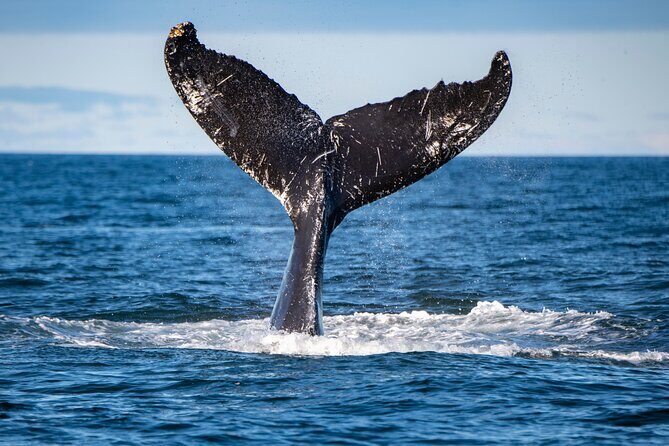 Tadoussac/Charlevoix: Whale & Bear Wildlife Tour - Tadoussac whale watching: the Saguenay cruise that drives the whole day