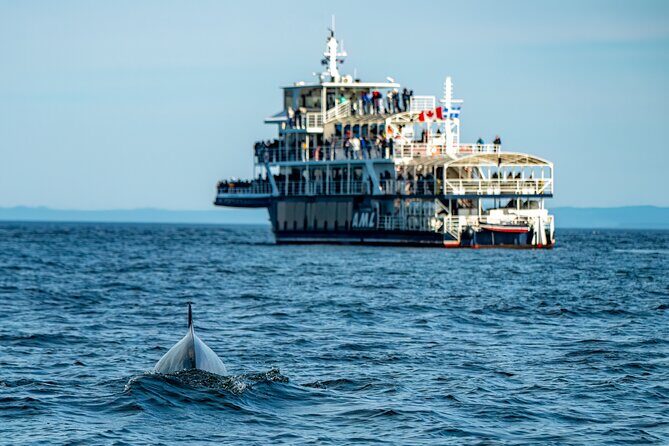 Tadoussac/Charlevoix: Whale & Bear Wildlife Tour - Ferme 5 Étoiles: bears plus a real sanctuary visit