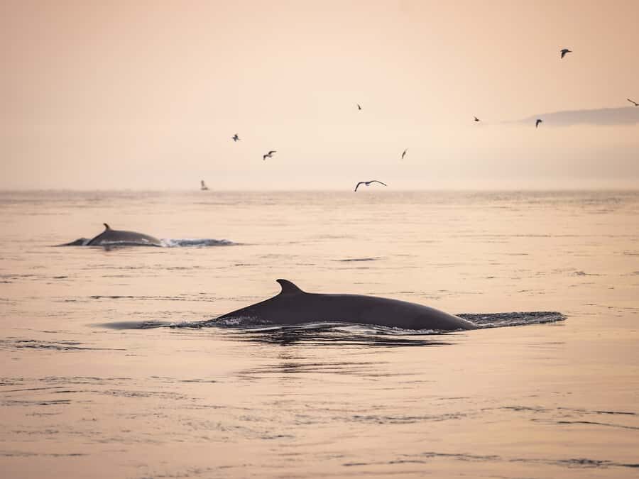 Tadoussac/Charlevoix: Whale & Fjord Morning or Twilight Tour - First Look: Tadoussac vs Baie-Sainte-Catherine, and what really matters