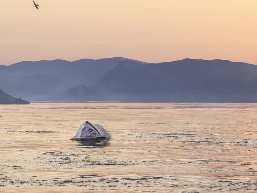 Tadoussac/Charlevoix: Whale & Fjord Morning or Twilight Tour - The value question: is $122 for 3 hours worth it?